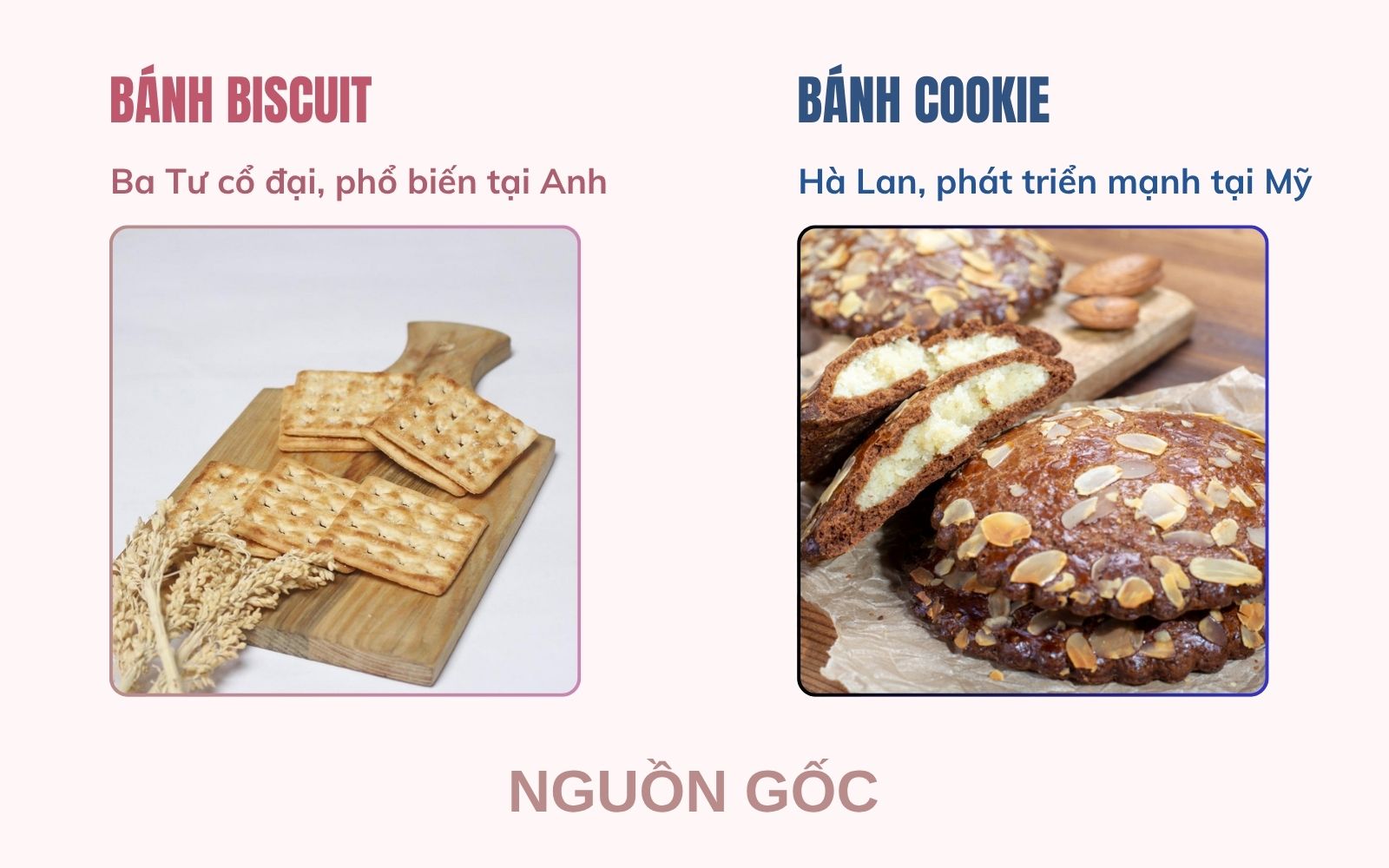 Khám phá nguồn gốc và sự khác biệt giữa bánh Biscuit và Cookie qua hành trình hình thành của từng loại