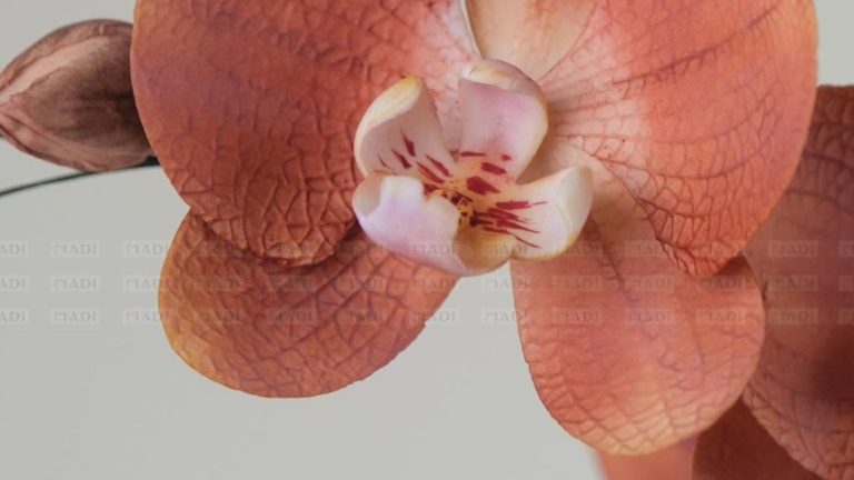 Khóa học tạo hình hoa lan cơ bản